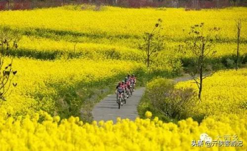中国油菜之乡排名前十(全国油菜花开最早省市县乡)插图22