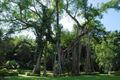 西双版纳旅游景点大全(西双版纳十大忌讳)插图44