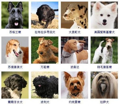 宠物狗品种大全(宠物狗排名前十)插图4