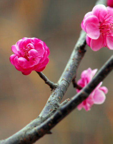 月移花影动(人与白云栖月照花影移的意思)插图8