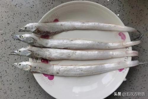 台湾稀有鱼类排名前十(长江稀有鱼类)插图5