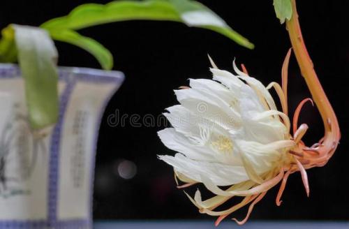 有毒花草排名前十(十大有毒花草)插图1
