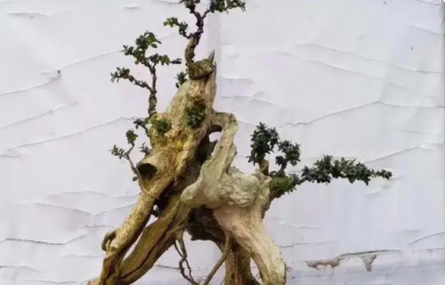 名贵树桩盆景排名前十(什么树桩盆景最值钱)插图6