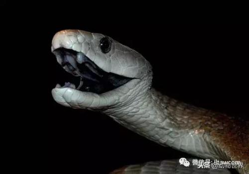 毒蛇排名前十死亡时间(寻找中国十大毒蛇)插图17