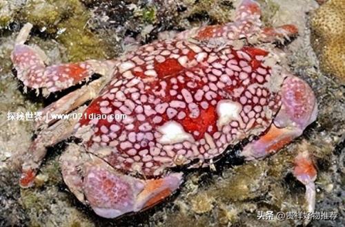 十大毒蟹(十大毒蟹分别是什么)插图1