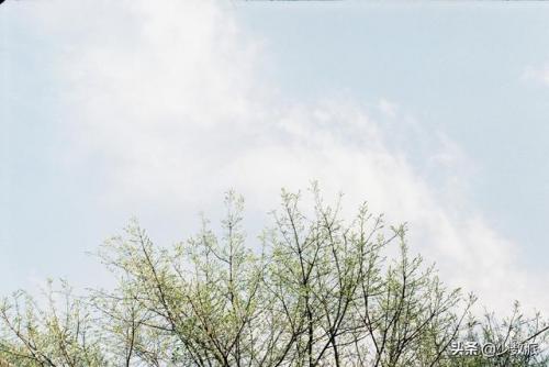 胶片摄影(胶片摄影的优势和劣势)插图25