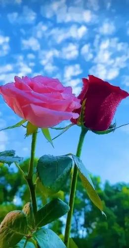 花卉图案(花卉logo图案大全)插图25