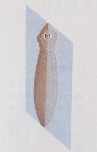扁形动物(简述扁形动物的主要特征)插图2