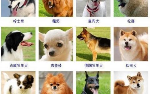 宠物狗品种(十大最漂亮小型犬)