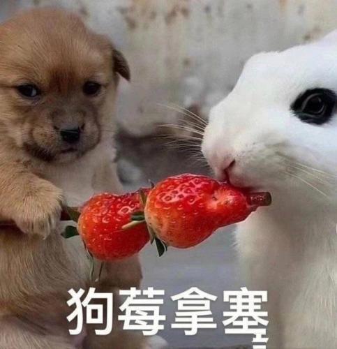 狗狗掉毛排行榜(不掉毛的犬种排名)插图7