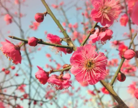 高校校花排行榜图片(全国高校女神排行榜)插图45