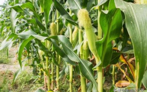 恩施玉米产量排名前十(排名第一的玉米品种)