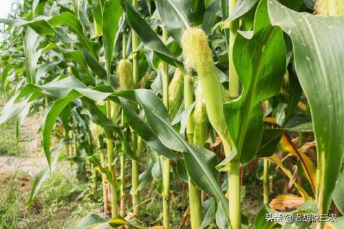 恩施玉米产量排名前十(排名第一的玉米品种)插图