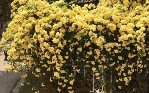 斗战神广寒仙姬本源技(斗战神飞升技能前后比较)