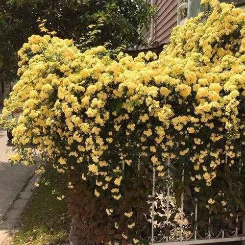 斗战神广寒仙姬本源技(斗战神飞升技能前后比较)插图