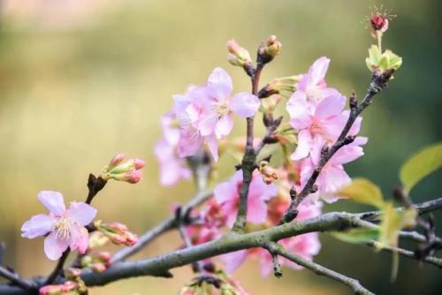 东莞高校校花排名前十(东莞最好的大学是哪一所)插图4