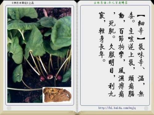 本草纲目中药大全(12000种中草药大全)插图10