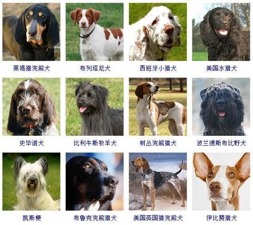 宠物狗品种(十大最漂亮小型犬)插图13