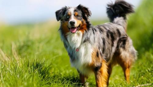 聪明小型猛犬排名前十(猛犬中哪个智商高)插图2