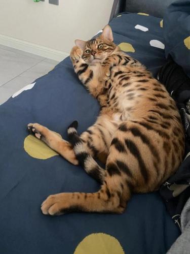 猫掉毛排行榜(十大最不掉毛猫排名)插图11