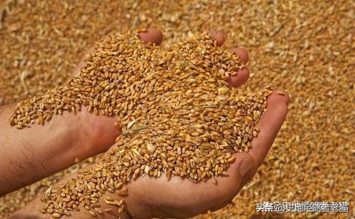 中国粮油产地排名前十(世界粮油企业排行榜)插图12