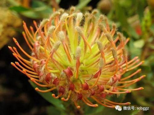 南非的国花(公主花寓意及花语)插图8