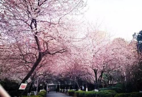 长沙高校校花排名前十(长沙校花)插图29