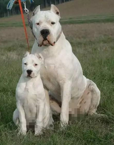巨型犬排行榜(巨型犬体型排名前十名)插图9