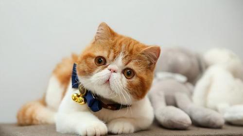 猫咪价格排行榜(宠物猫价格一览表2023)插图7