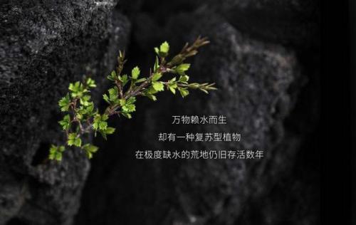 不兰花面霜排行榜(好用的面霜公认最好用)插图3