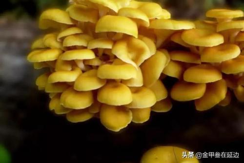 东北蘑菇种类排名前十(东北最好的蘑菇)插图6