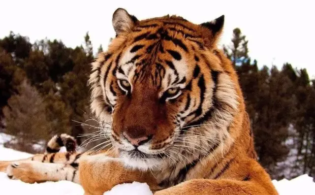世界猛兽排行榜(世界最强动物前十名)插图22