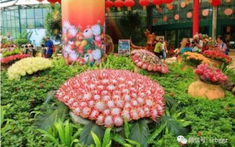 南非的国花(公主花寓意及花语)