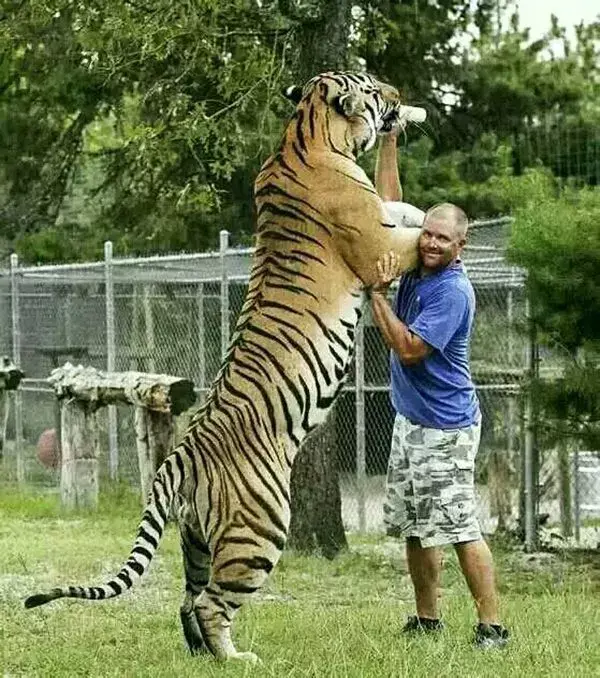 世界猛兽排行榜(世界最强动物前十名)插图21