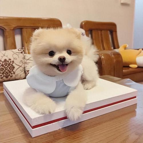 狗漂亮排行榜(十大最漂亮的狗排名)插图7