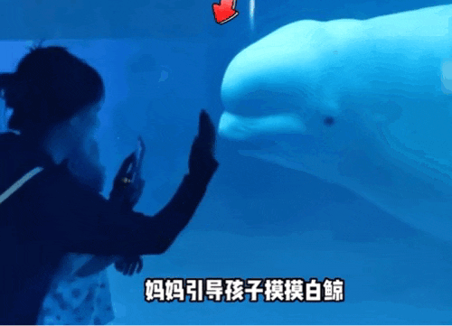 白鲸为什么对人那么好(白鲸对人吐水代表什么)插图
