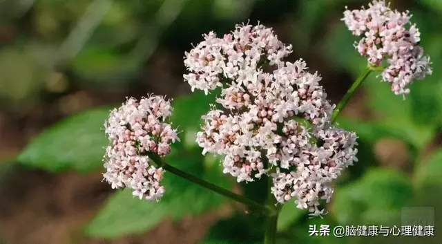 壮阳精油排行榜10强(黑豹精油修复海绵体吗)插图2