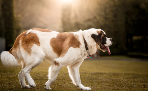 短毛大型犬(短毛狗)插图4