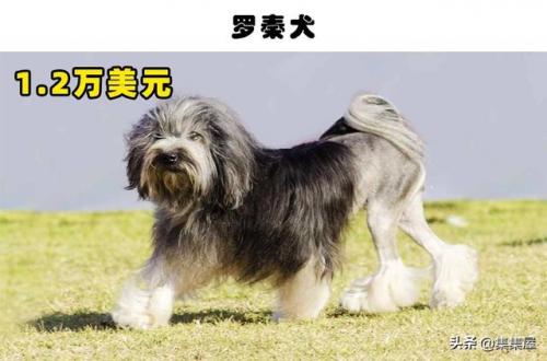 最贵狗排行榜图片(十大最贵的狗)插图8