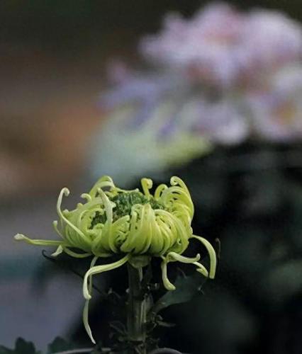 十大名花名字排行榜(十大名花颜色排名)插图20
