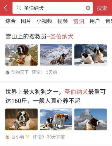 短毛大型犬(短毛狗)插图7
