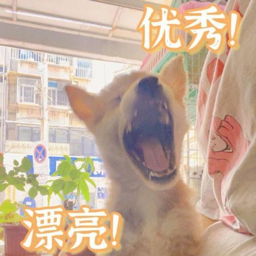 狗狗掉毛排行榜(不掉毛的犬种排名)插图8