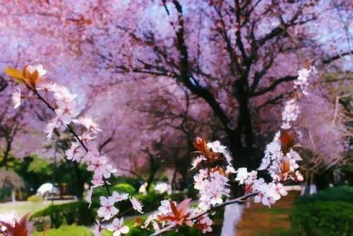 长沙高校校花排名前十(长沙校花)插图27