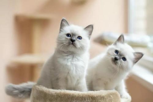 猫咪价格排行榜(宠物猫价格一览表2023)插图