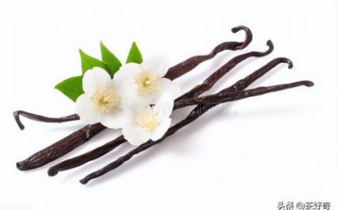 兰茶前十香水排名(全球最好闻的十大香水)