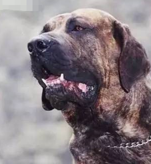 巨型犬排行榜(巨型犬体型排名前十名)插图7