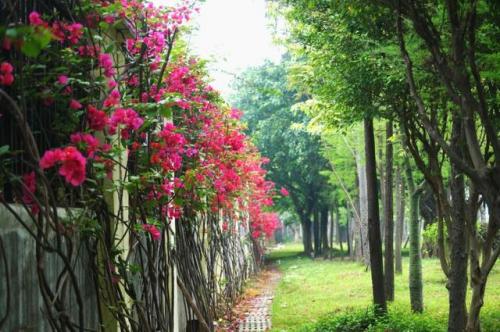 东莞高校校花排名前十(东莞最好的大学是哪一所)插图14