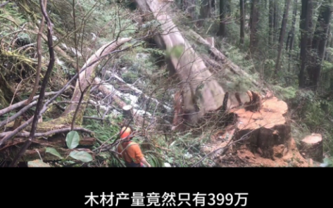 中国木材产地排名前十(中国名贵木材价格表)
