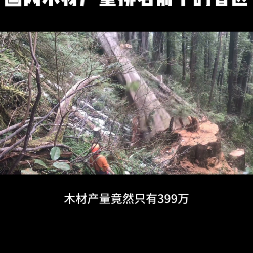 中国木材产地排名前十(中国名贵木材价格表)插图