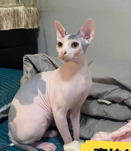 猫咪智商排行榜(公认最聪明的6种猫)插图9